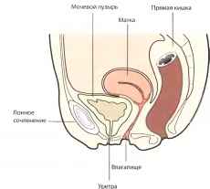 : http://euromedcompany.ru/images/articles/book12/img38.jpg
